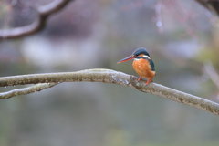 公園のカワちゃん39
