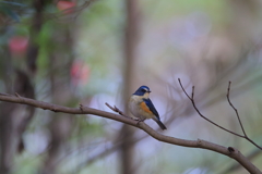 青い鳥