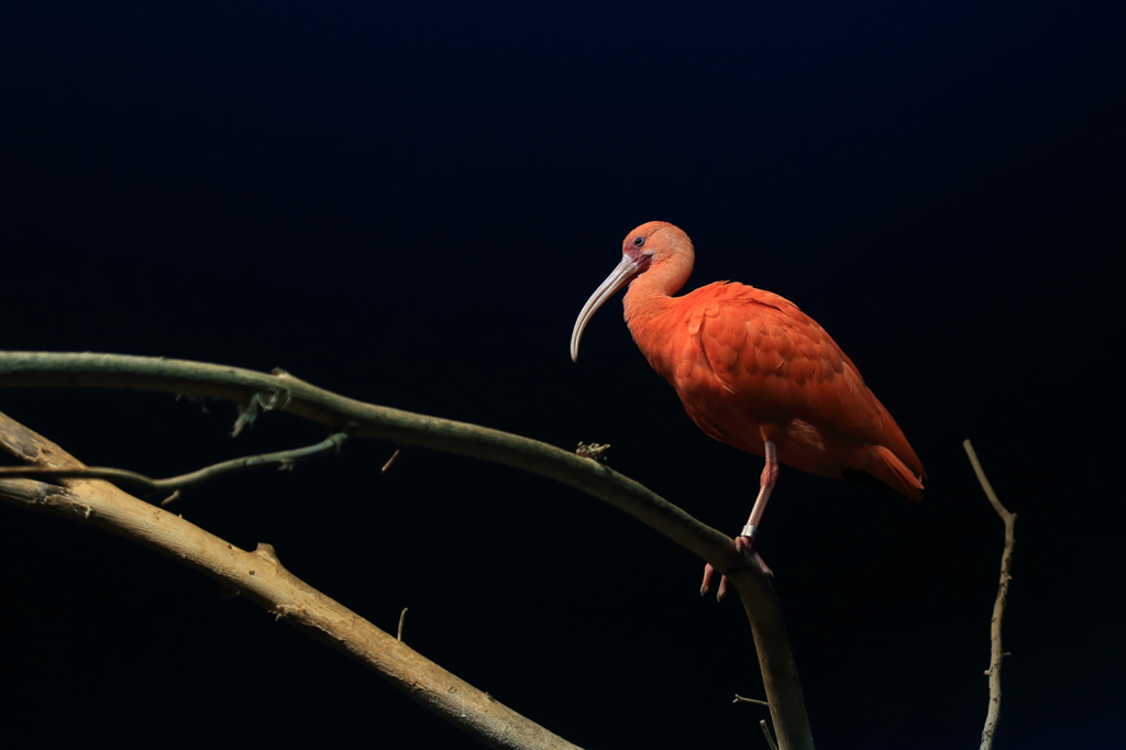 水族館で鳥撮り