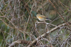 ルリちゃん　どっち？