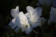 純白の花