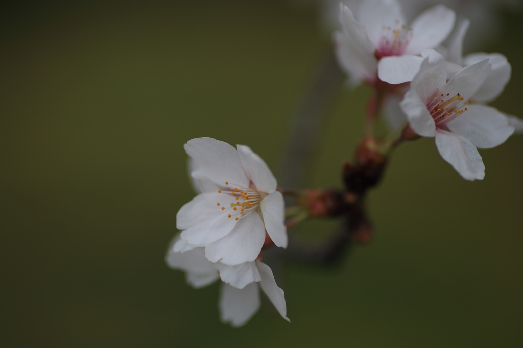 桜2