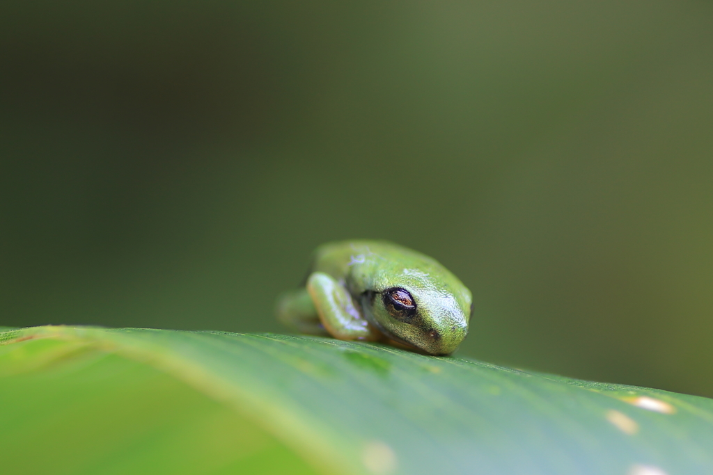 カエルの子2