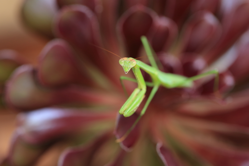 カマキリ