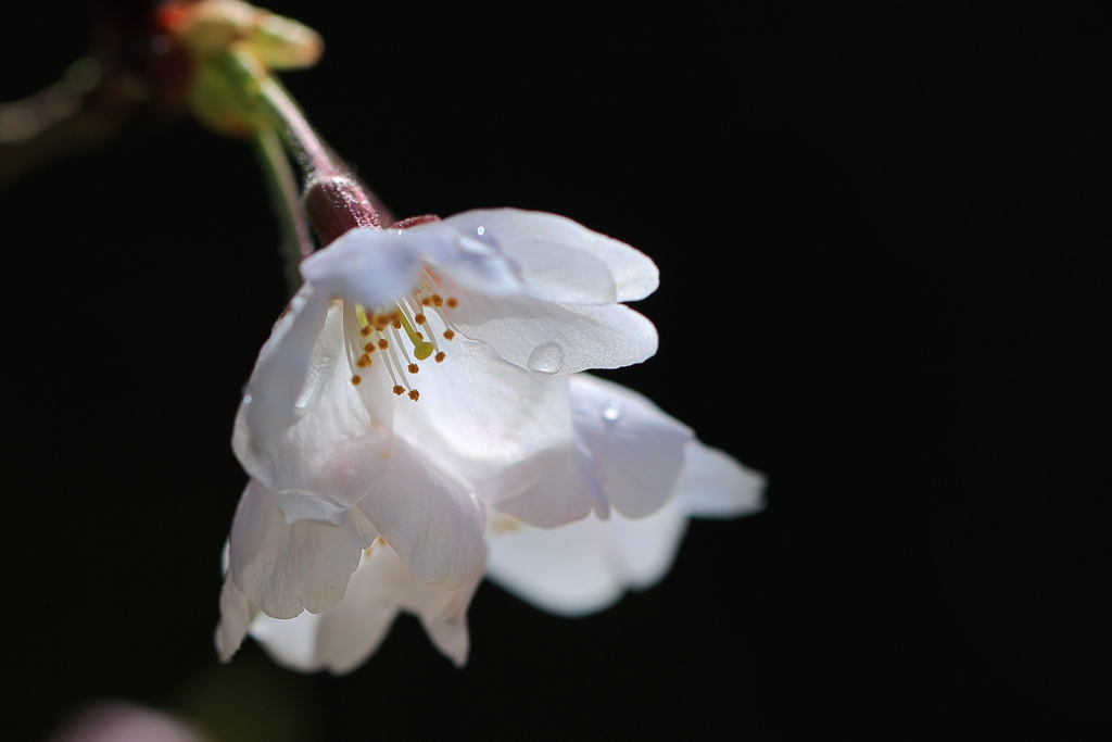 桜1