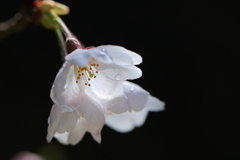 桜1