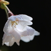 桜1
