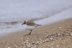 浜辺の鳥2