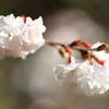 寒桜