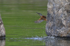 カワちゃん　水浴び　緑