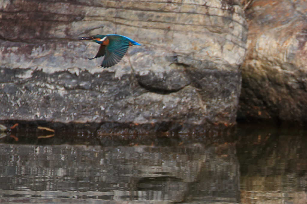 カワセミ　初飛び3