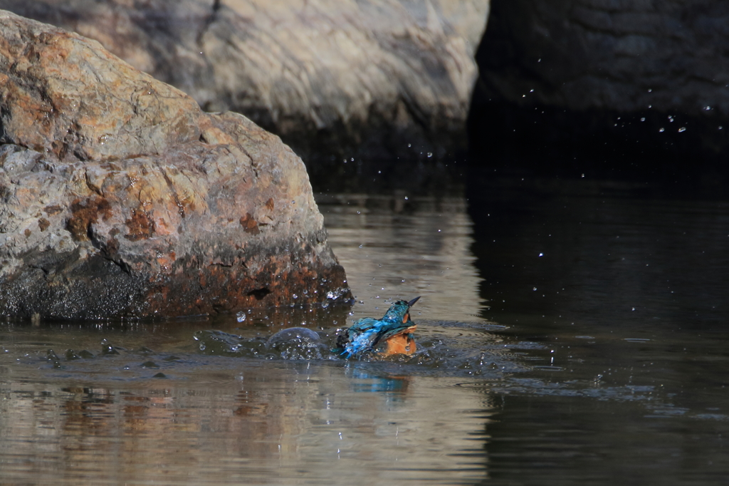 カワちゃん　水浴び