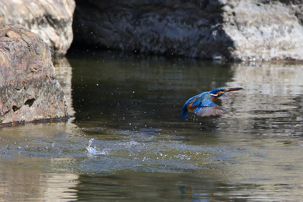 カワちゃん　水浴び5