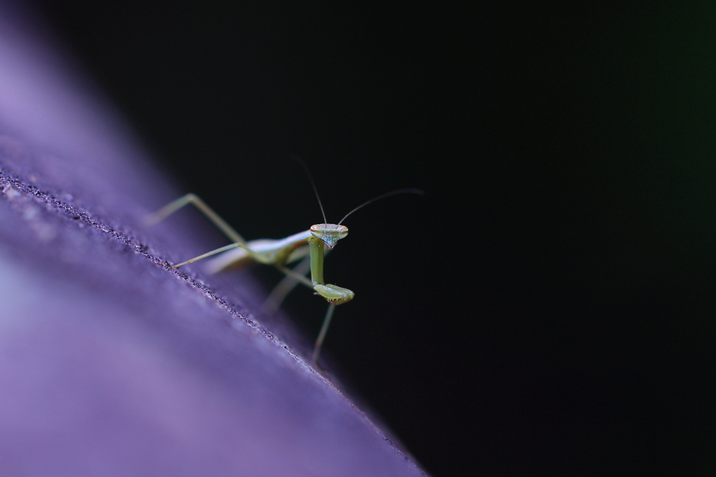 産まれたてのカマキリ