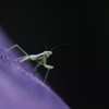 産まれたてのカマキリ