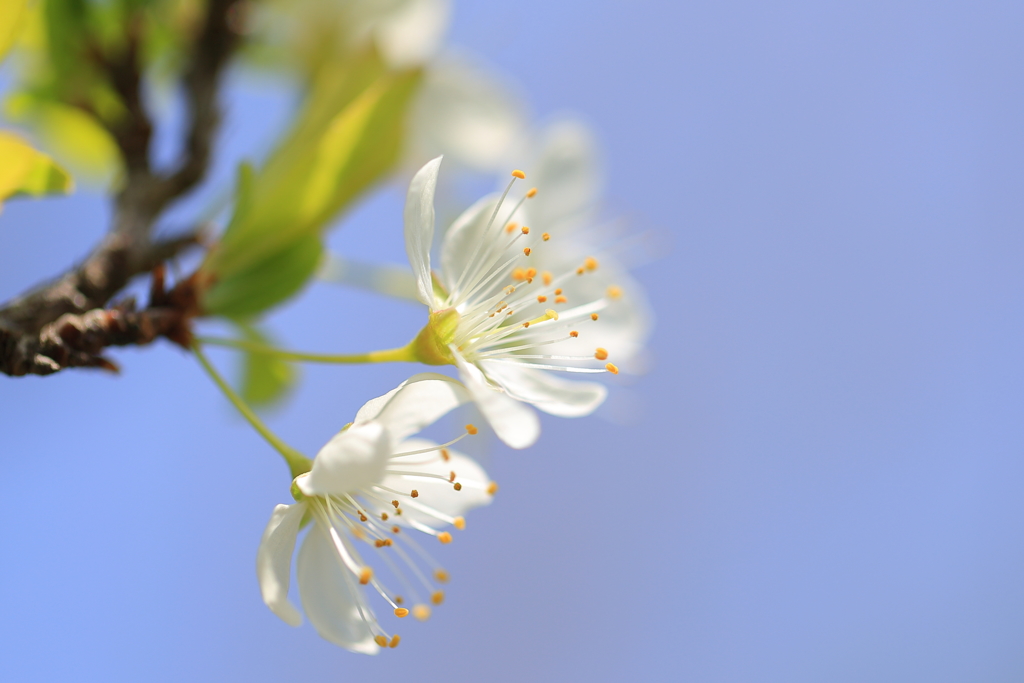 白い桜2