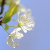 白い桜2