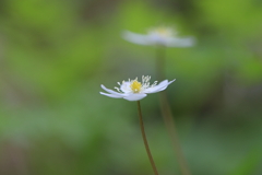 山野草1