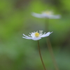 山野草1