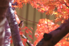 なんちゃってモミルリ