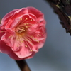 紅梅2