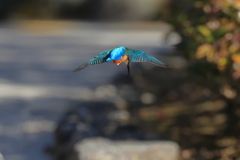 公園のカワちゃん2