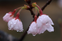濡れ桜1