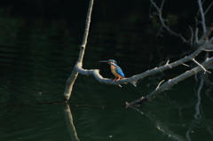 山の池のカワちゃん