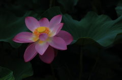 蓮4