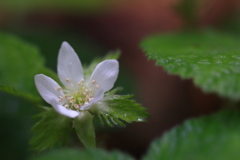 山野草3