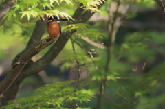 かくれカワセミ