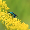 青いハチ