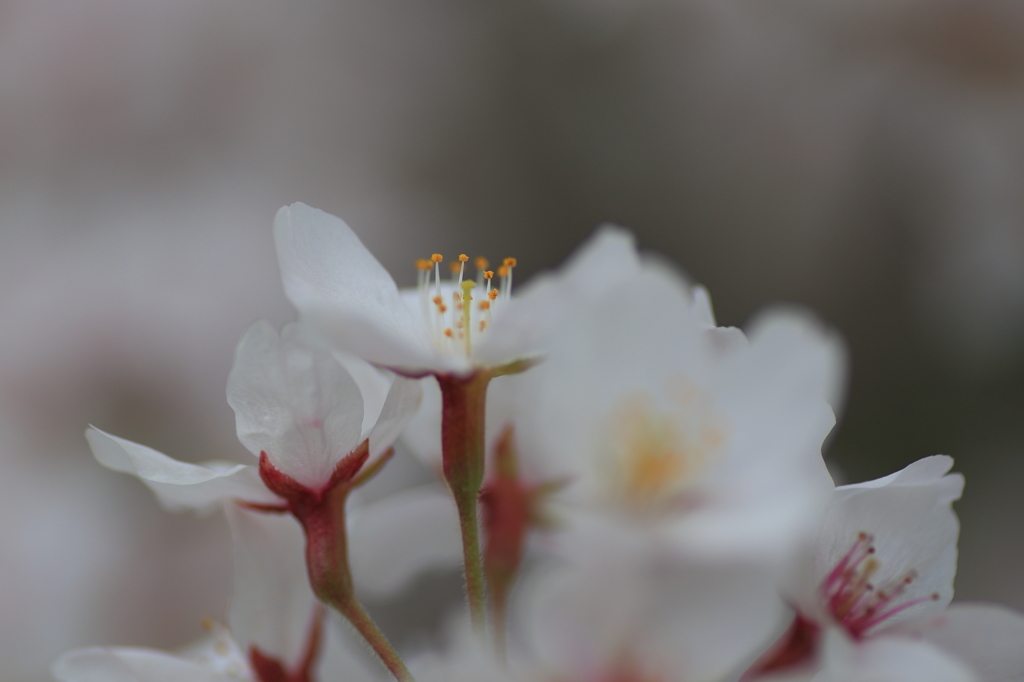 桜1