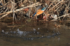 カワちゃん　水浴び1