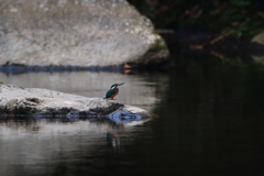 渓流のカワセミファミリー4