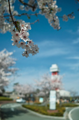 花満開