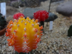 サボテン