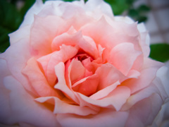 薔薇