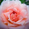 薔薇