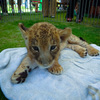 ライオンの赤ちゃん