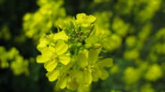 竜王山の菜の花
