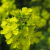 竜王山の菜の花
