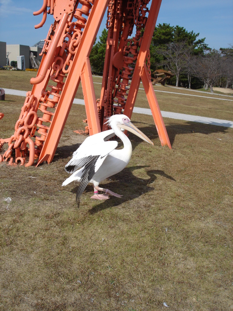 ペリカン