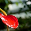 紅