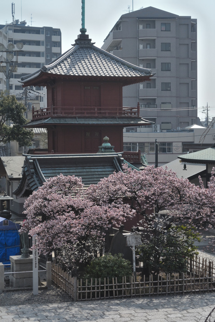 西新井大師