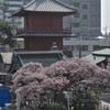 西新井大師