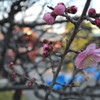 梅の花