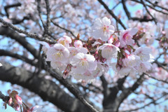 寒桜