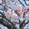 寒桜