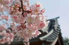 寒桜